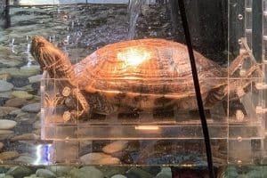 Best Turtle Aquarium